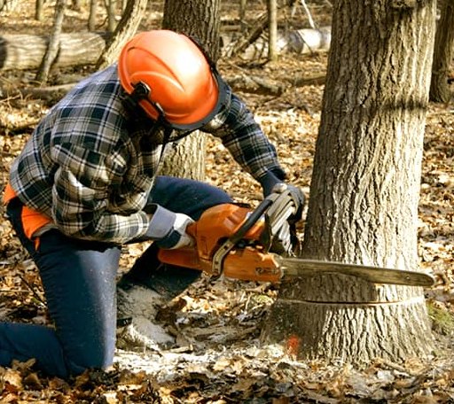 Tree Removal in Ventress, LA